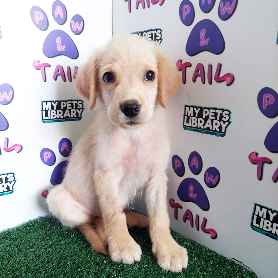 Golden Retriever Mix Labrador Puppy (Male) For Sale