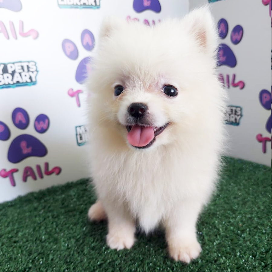 Pomeranian Puppy (Female) For Sale