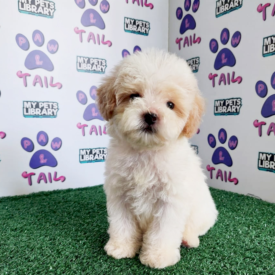 Toy Poodle Puppy (Male) For Sale