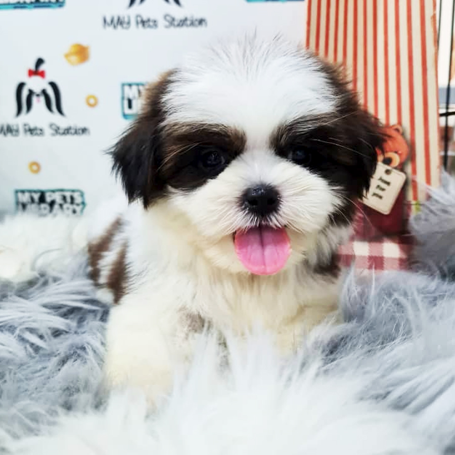 Shih Tzu Puppy (Female) For Sale