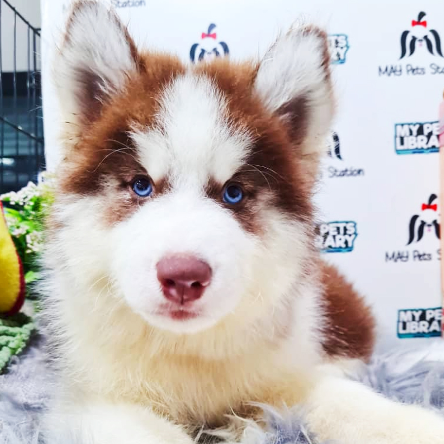 Wooly Husky Puppy (Male) For Sale