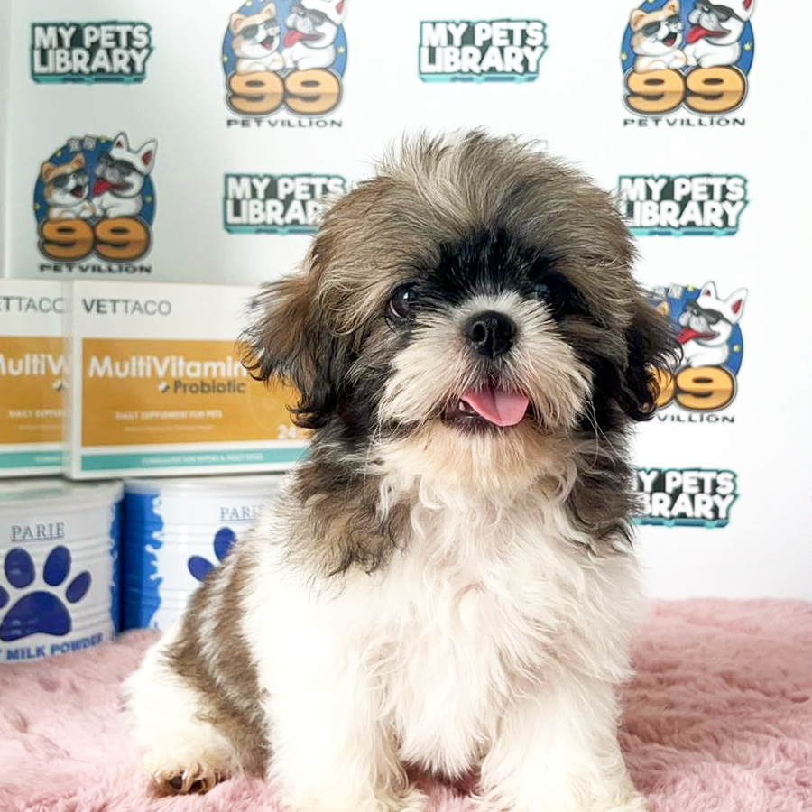 Shih Tzu Puppy (Female) For Sale