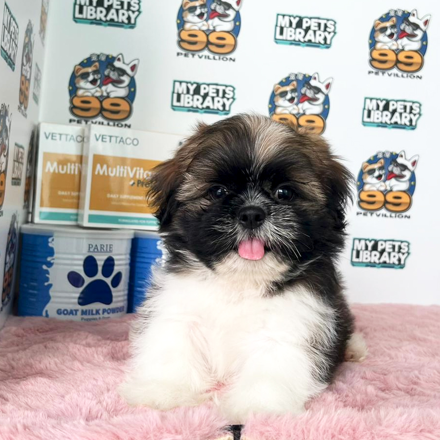 Shih Tzu Puppy (Male) For Sale
