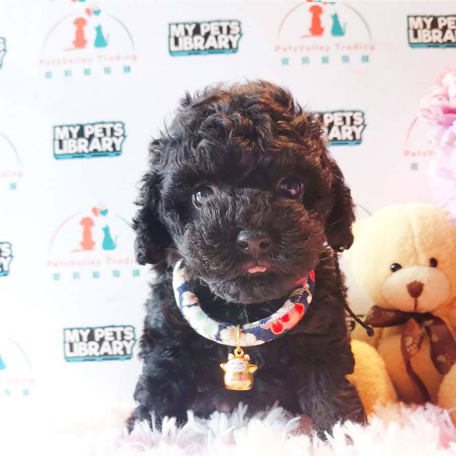 Toy Poodle Puppy (Male) For Sale