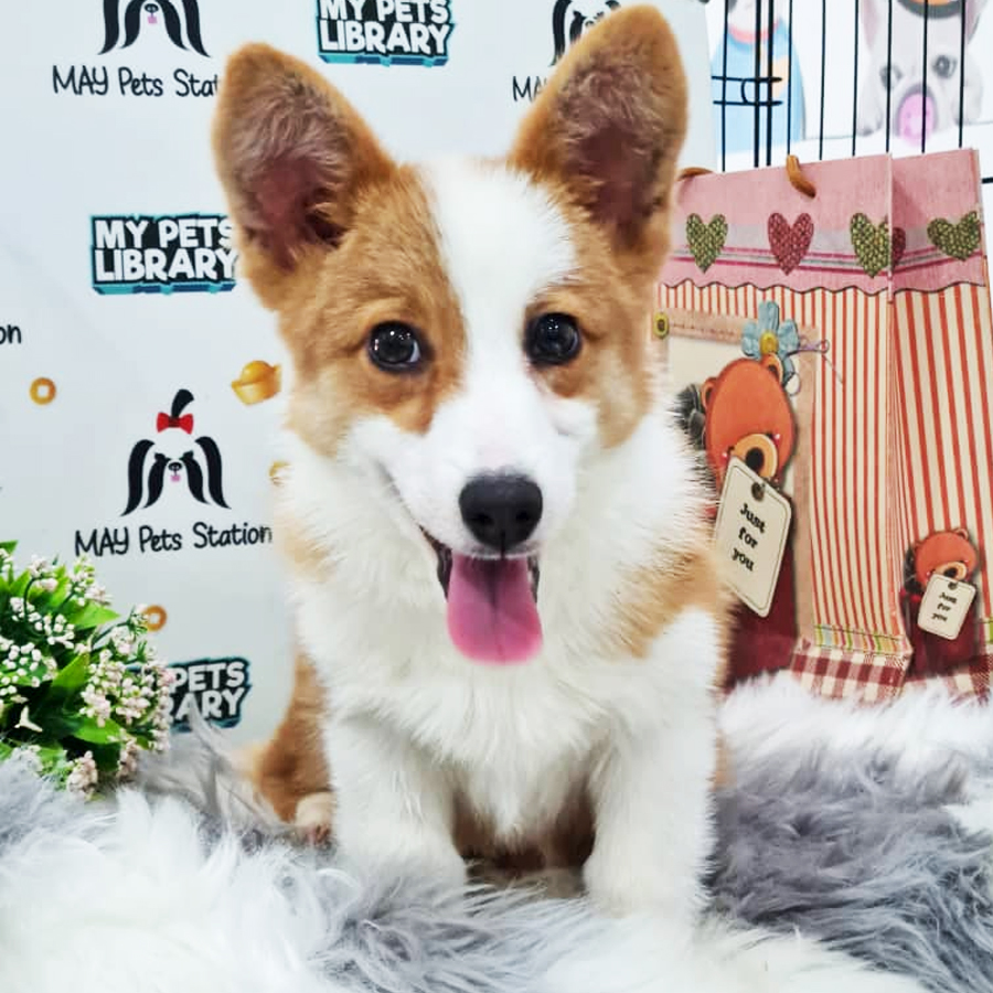Welsh Corgi Puppy (Male) For Sale