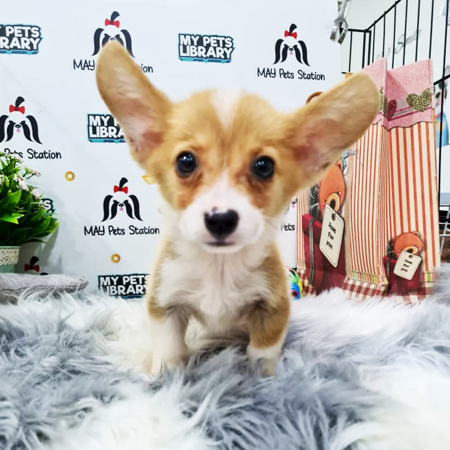 Welsh Corgi Puppy (Male) For Sale