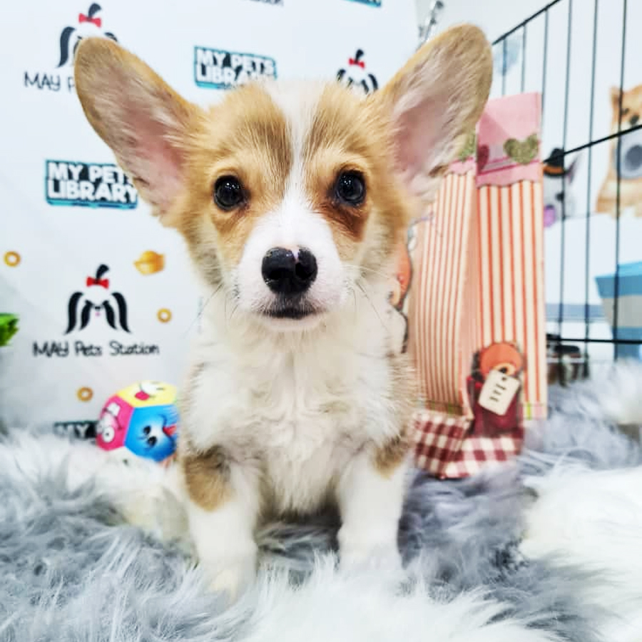 Welsh Corgi Puppy (Male) For Sale