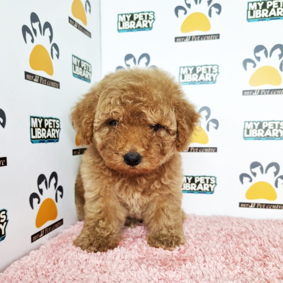 Toy Poodle Puppy (Female) For Sale