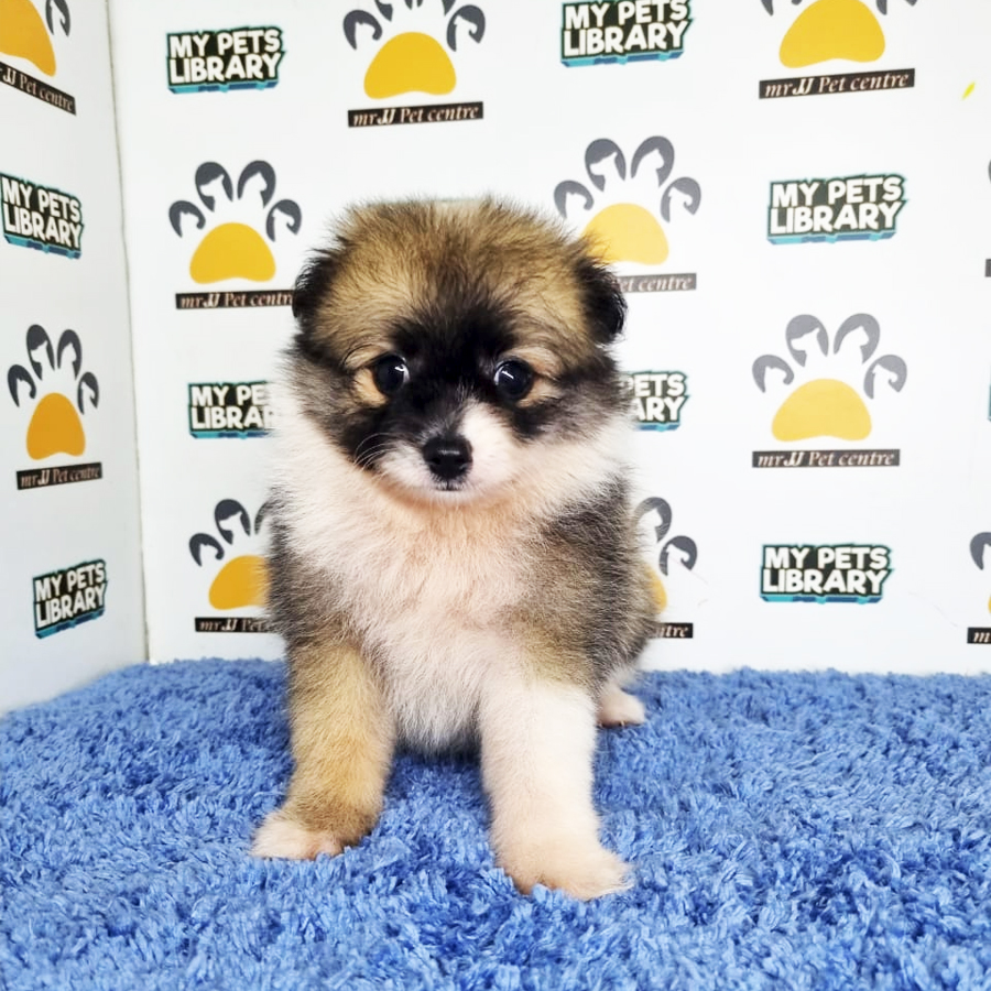 Pomchi Puppy (Male) For Sale