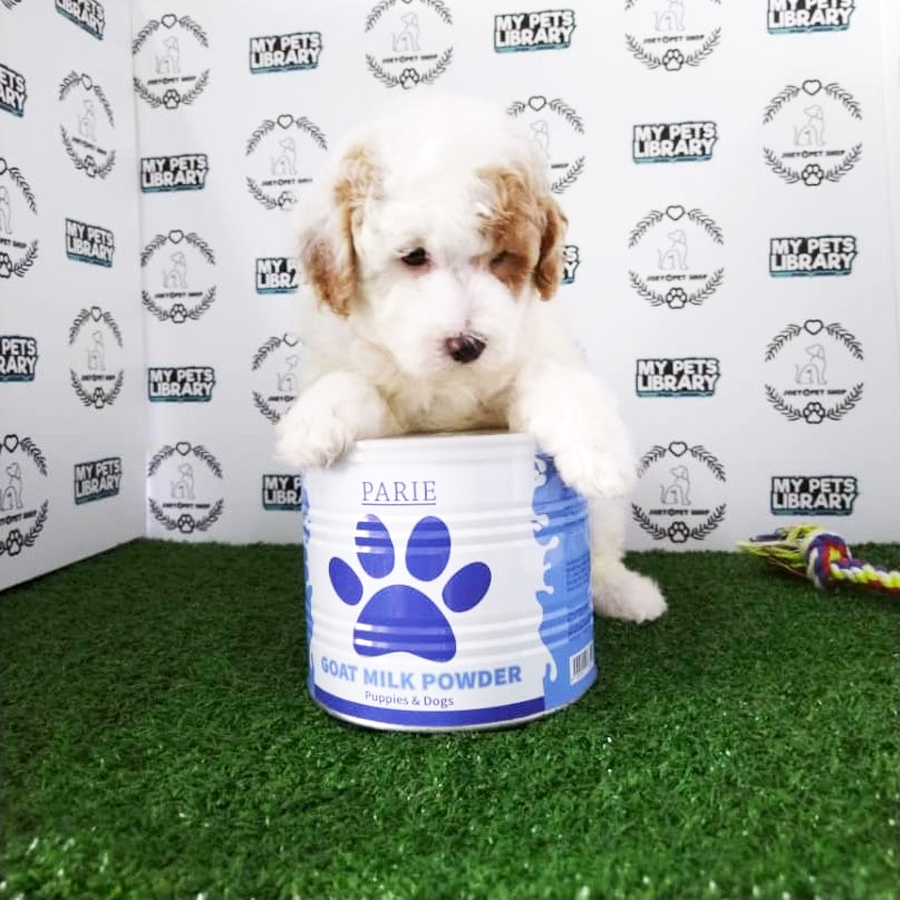 Miniature Poodle Puppy (Male) For Sale