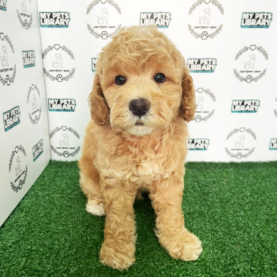 Miniature Poodle Puppy (Male) For Sale