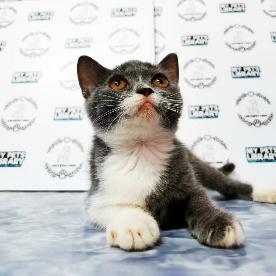 British Shorthair Kitten (Female) For Sale