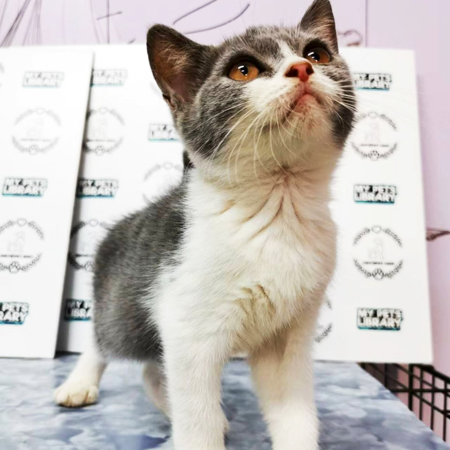 British Shorthair Kitten (Male) For Sale