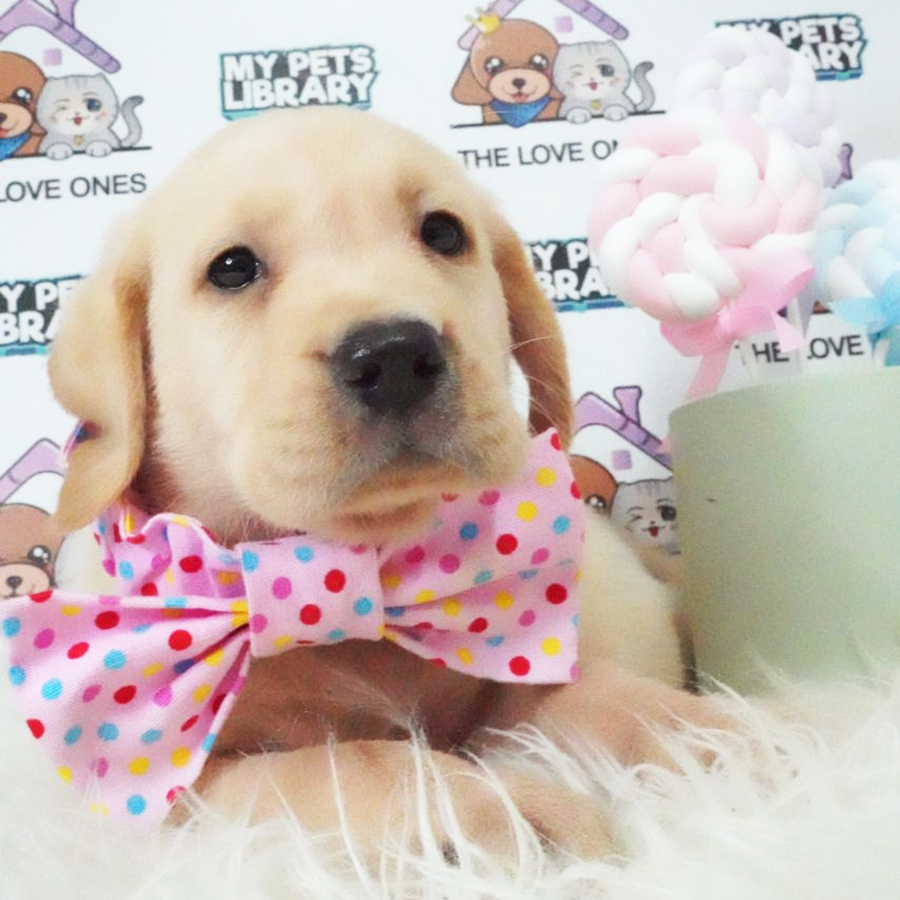 Labrador Retriever Puppy (Female) For Sale
