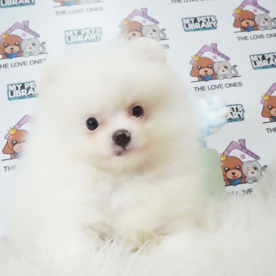 Tiny Pomernaian Puppy (Male) For Sale