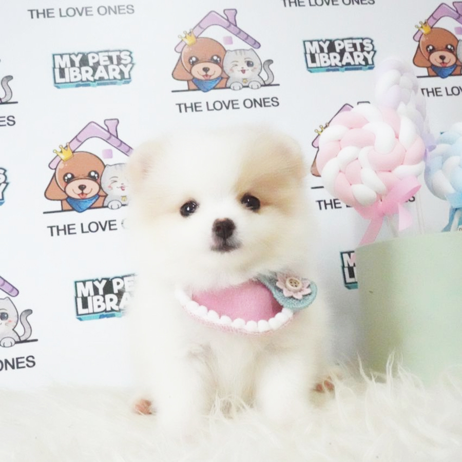 Tiny Pomernaian Puppy (Female) For Sale