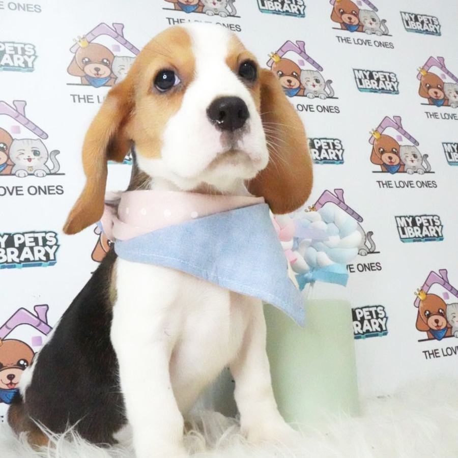 Beagle Puppy (Female) For Sale