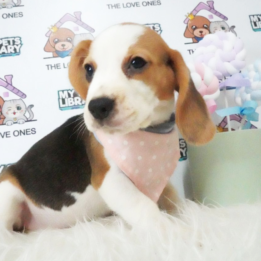 Beagle Puppy (Female) For Sale