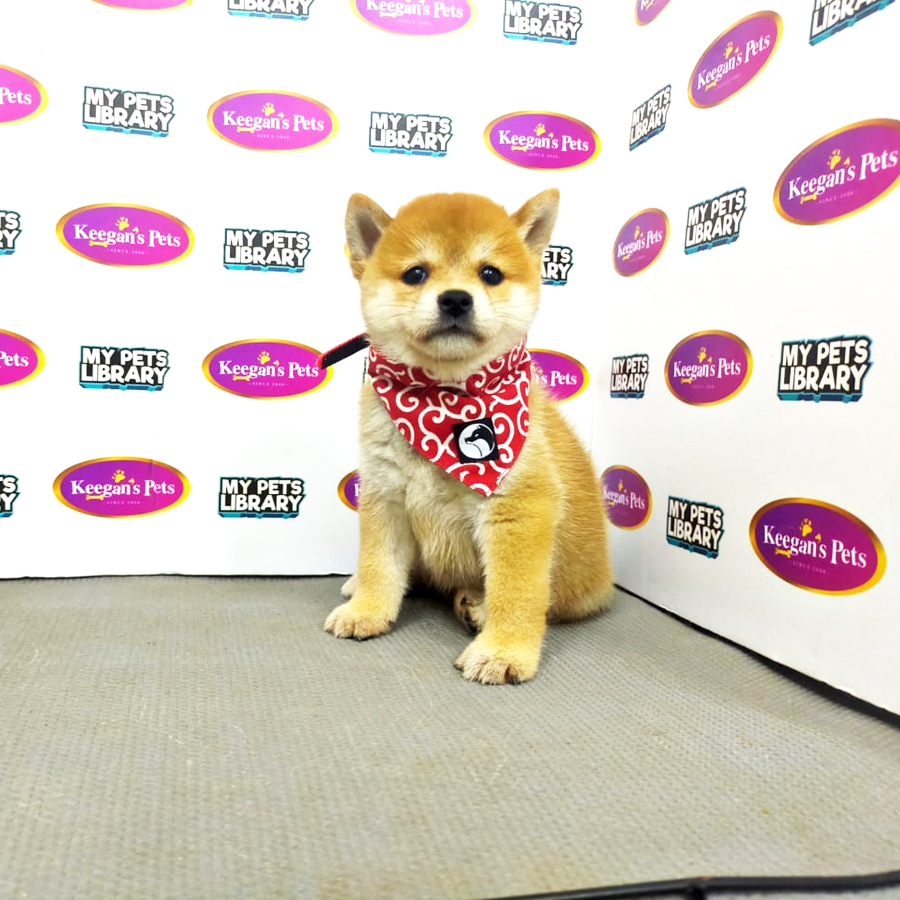 MKA Shiba Inu Puppy (Female) For Sale