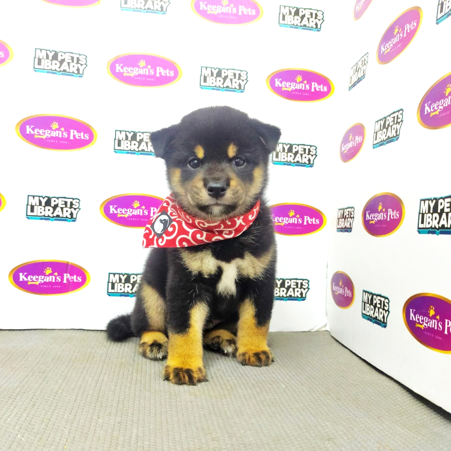 MKA Shiba Inu Puppy (Male) For Sale