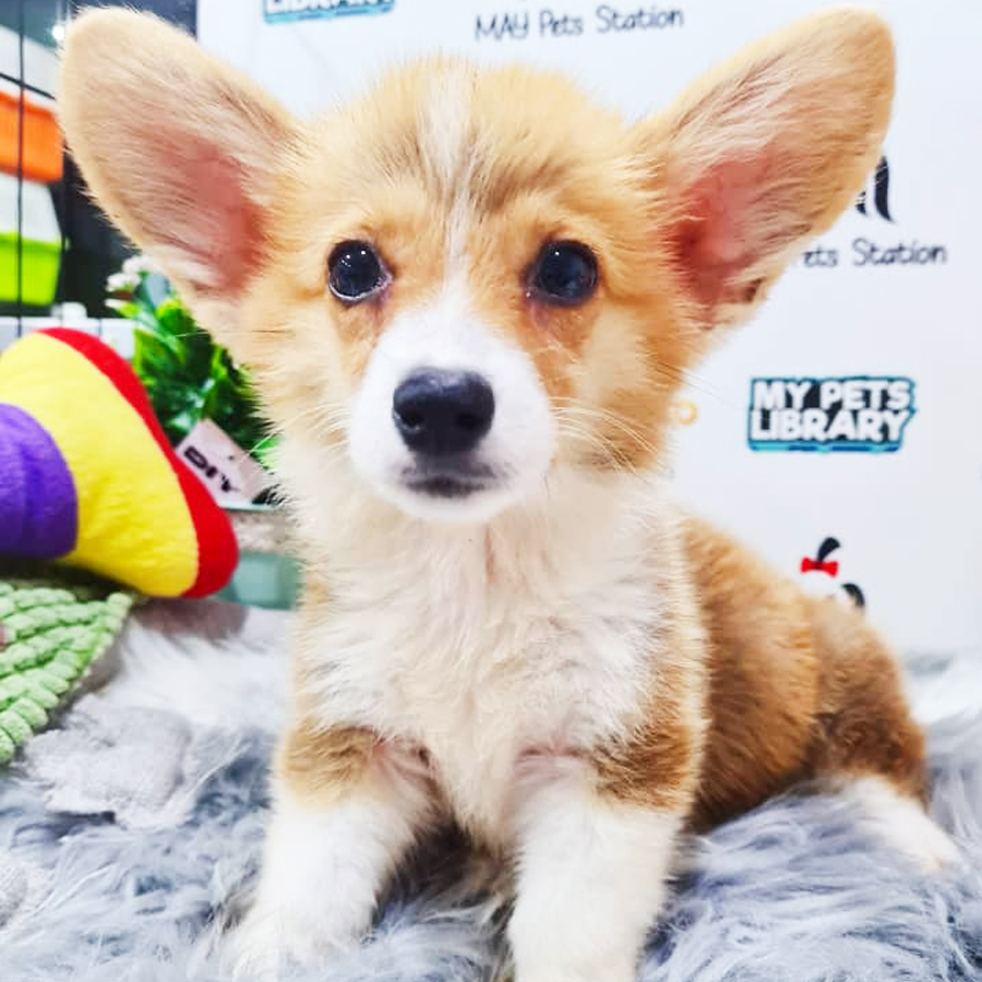 MKA Welsh Corgi Puppy (Female) For Sale