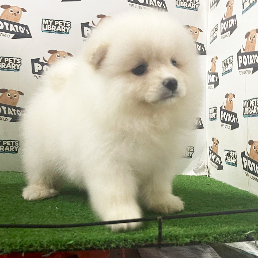 Pomeranian Puppy (Male) For Sale