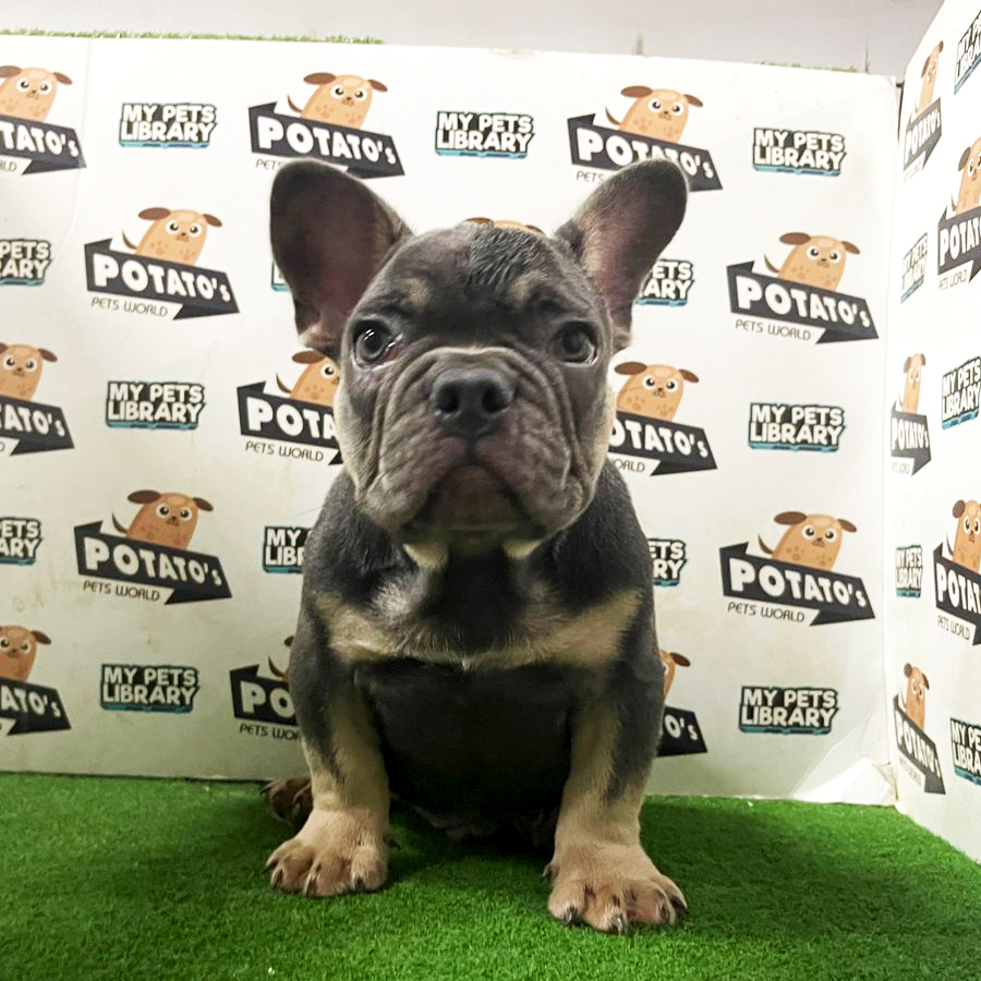 French Bulldog Puppy (Male) For Sale