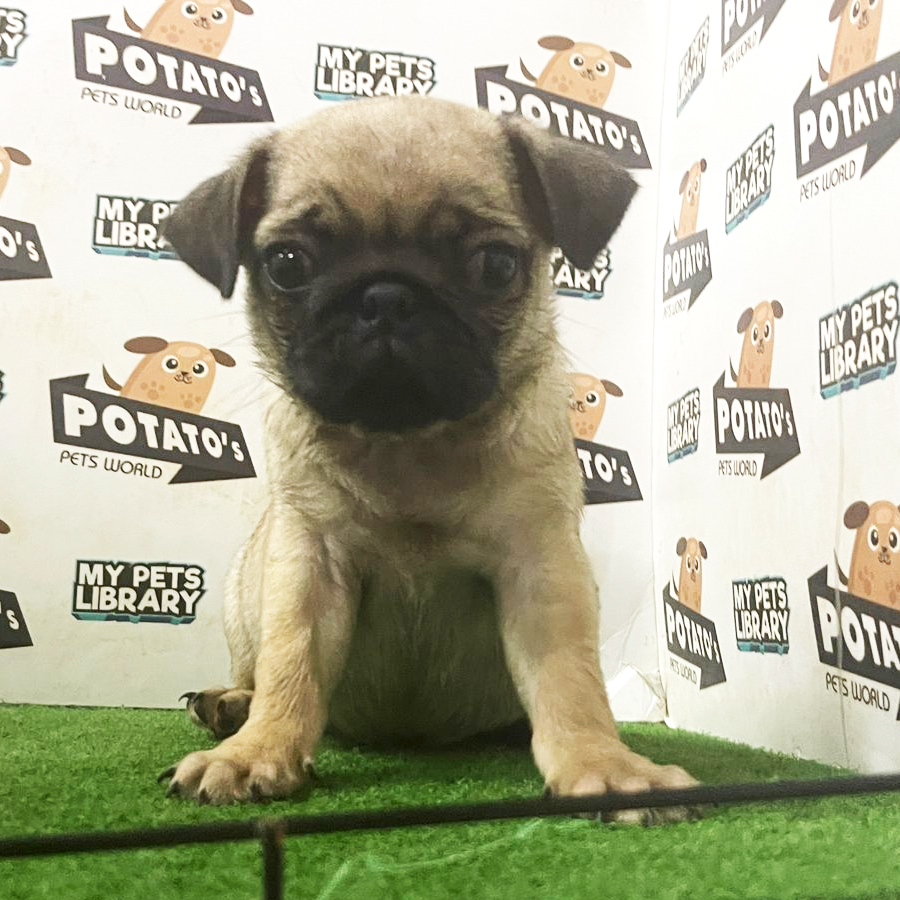 Pug Puppy (Female) For Sale