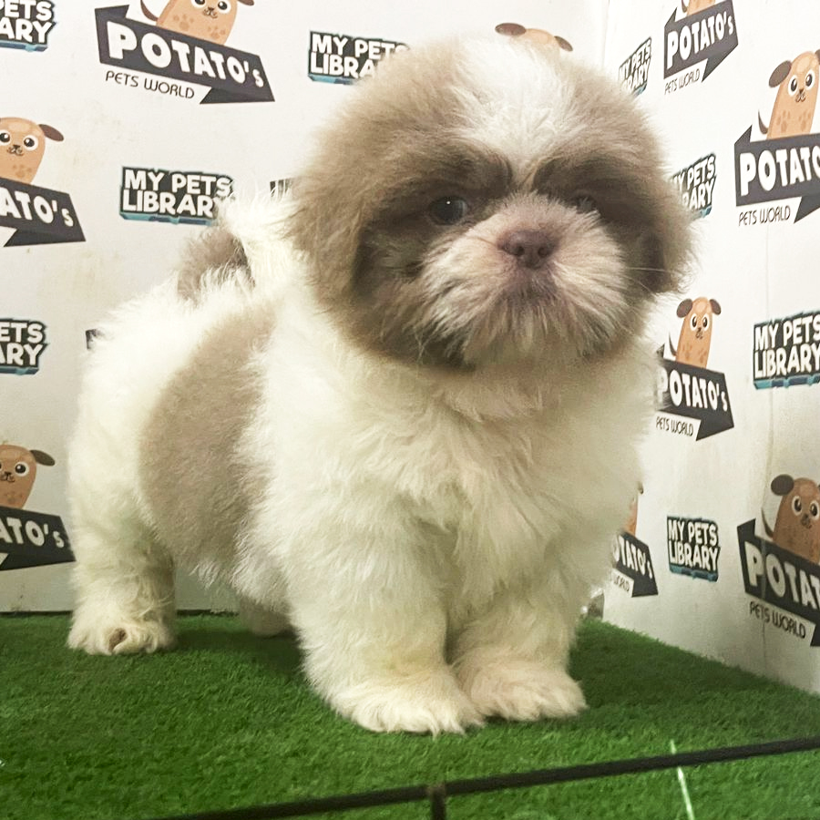 Shih Tzu Puppy (Male) For Sale