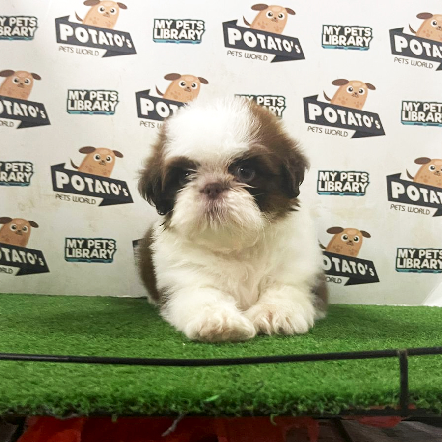 Shih Tzu Puppy (Female) For Sale