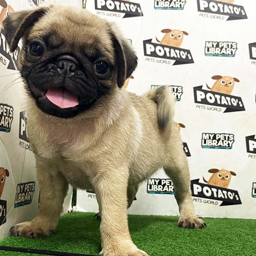 Pug Puppy (Male) For Sale