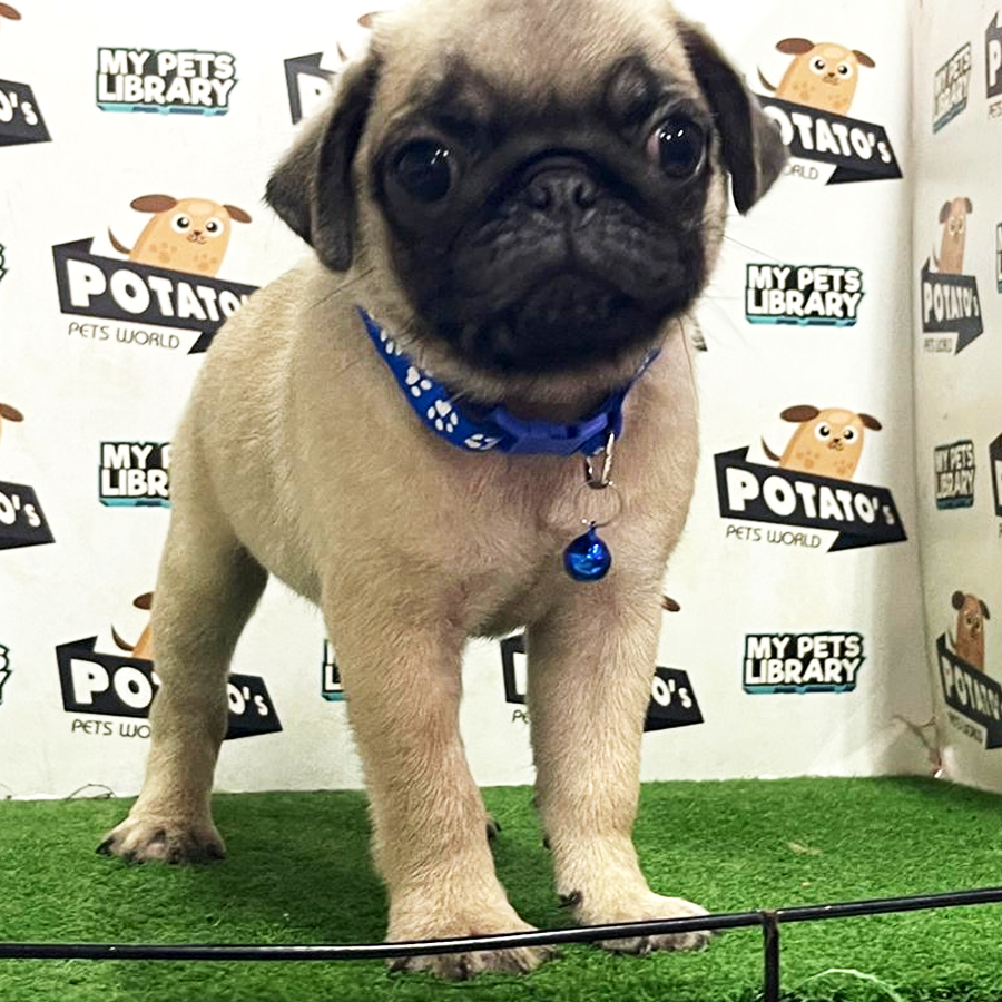 Pug Puppy (Male) For Sale