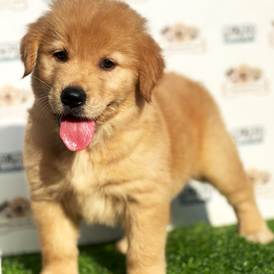 Golden Retriever Puppy (Male) For Sale
