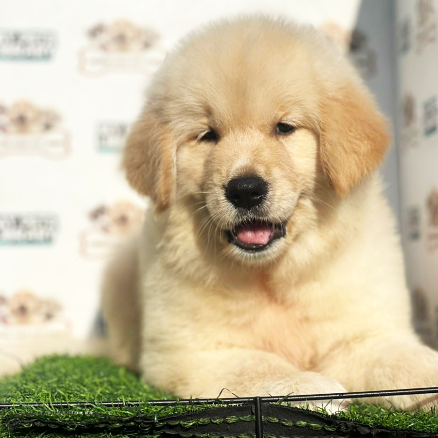 Golden Retriever Puppy (Male) For Sale