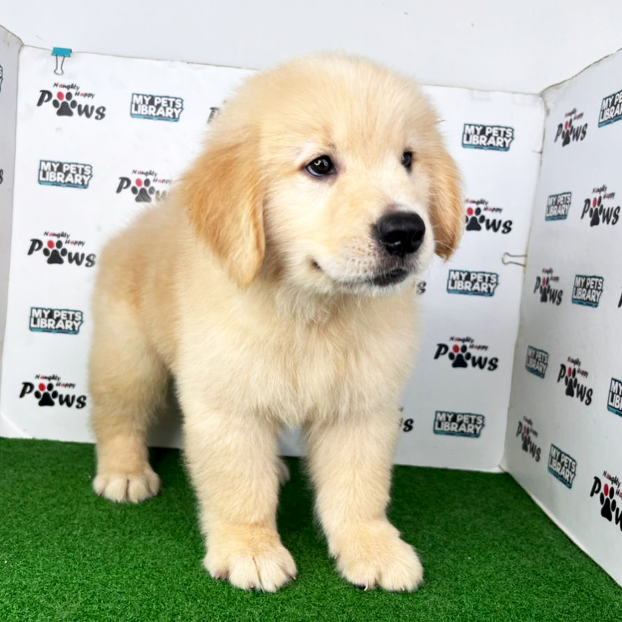 Golden Retriever Puppy (Male) For Sale