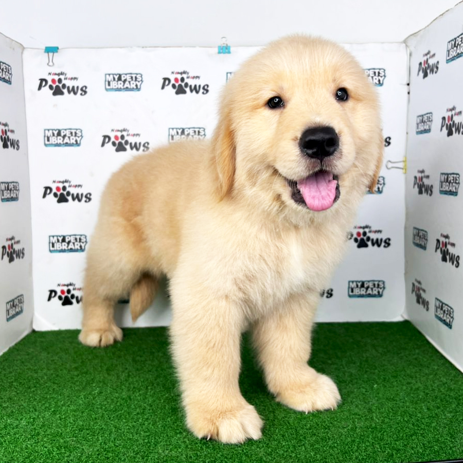 Golden Retriever Puppy (Male) For Sale