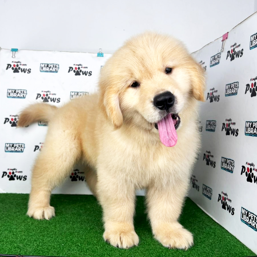 Golden Retriever Puppy (Male) For Sale