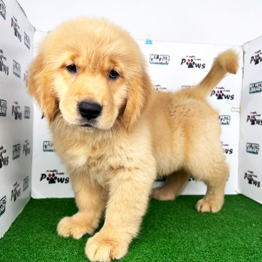 Golden Retriever Puppy (Female) For Sale