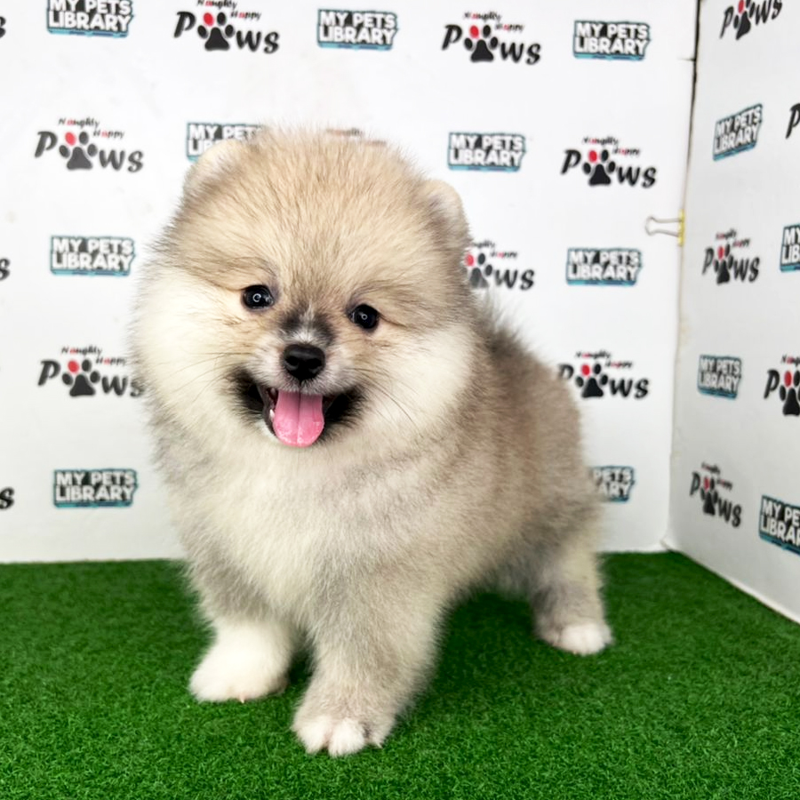 Pomeranian Puppy (Male) For Sale