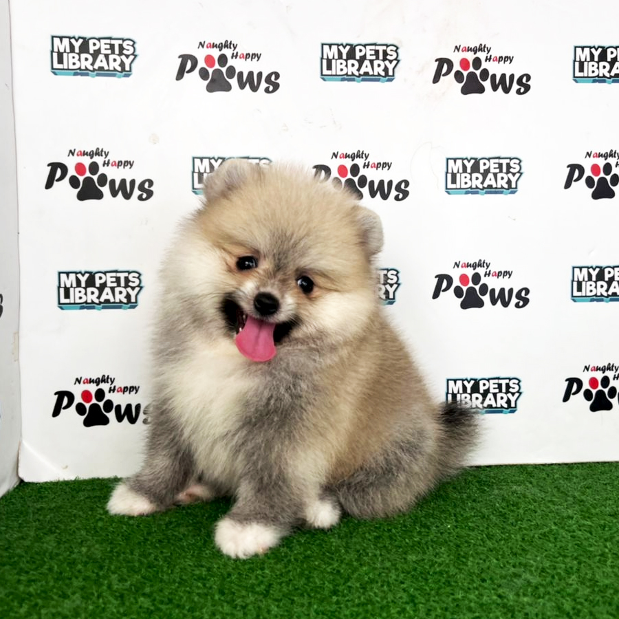 Pomeranian Puppy (Male) For Sale