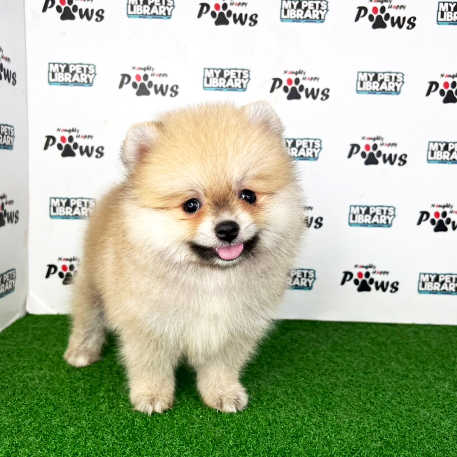 Pomeranian Puppy (Male) For Sale