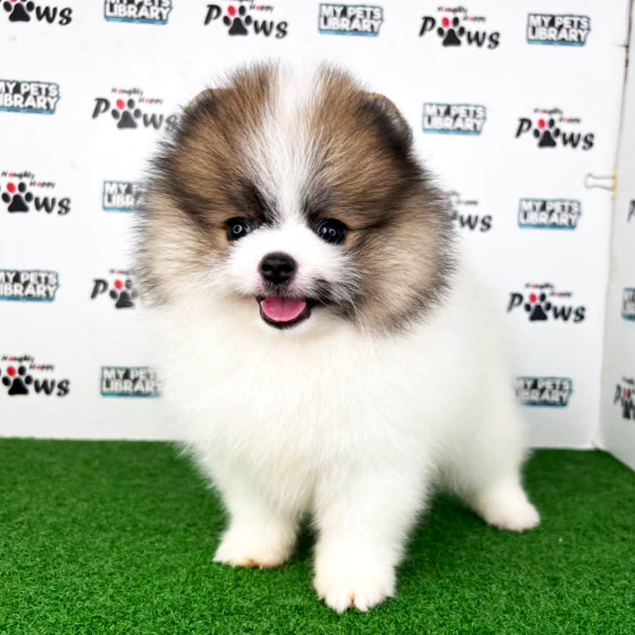 Pomeranian Puppy (Male) For Sale