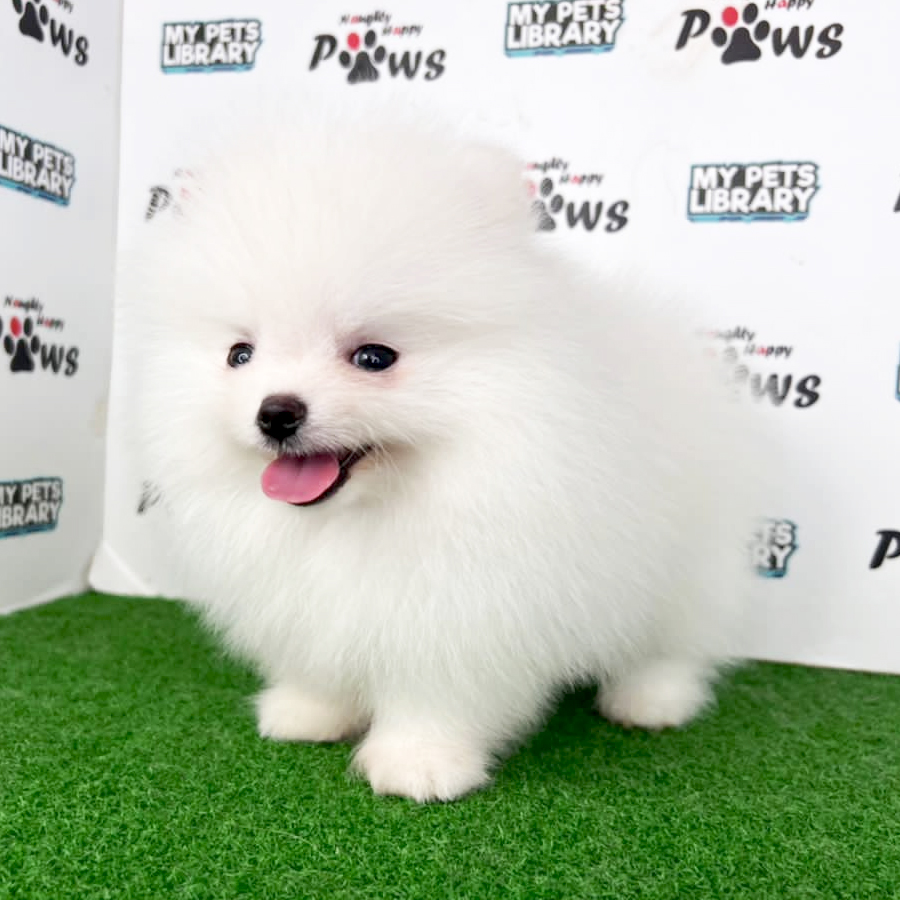 Pomeranian Puppy (Male) For Sale