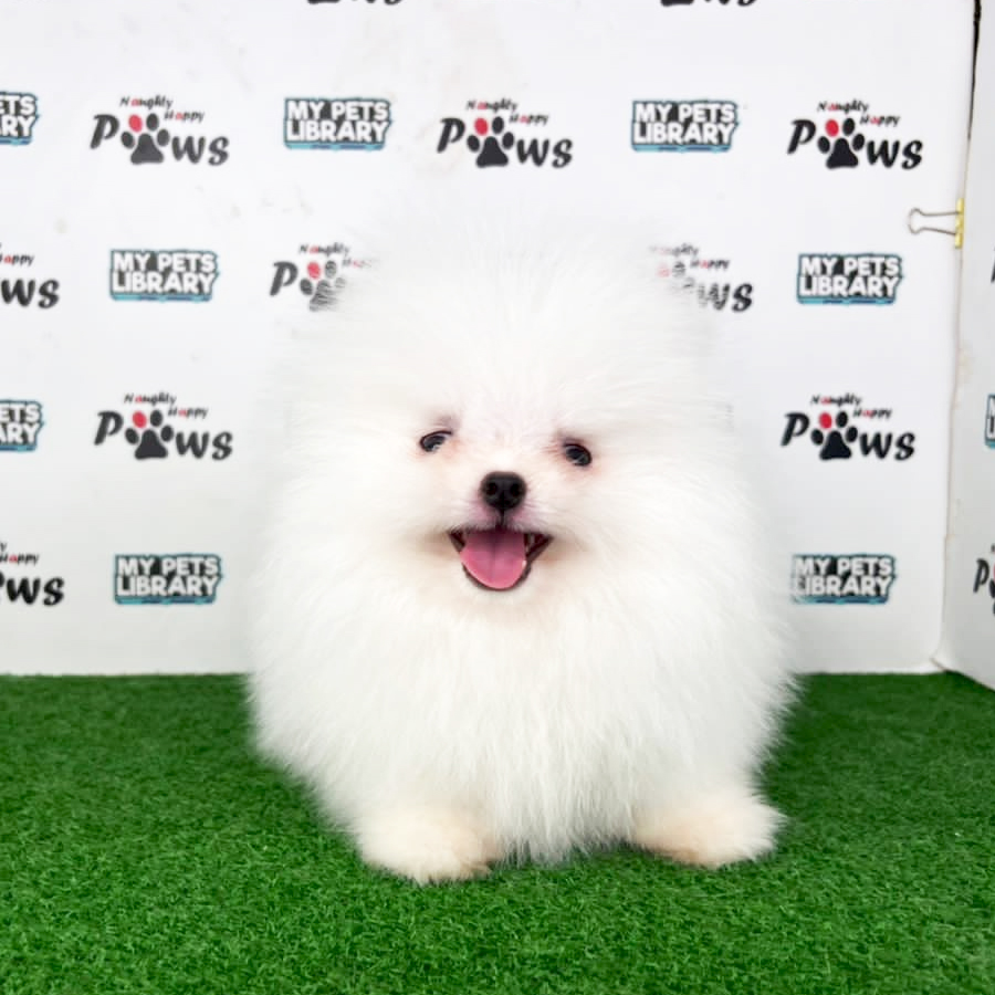 Pomeranian Puppy (Male) For Sale