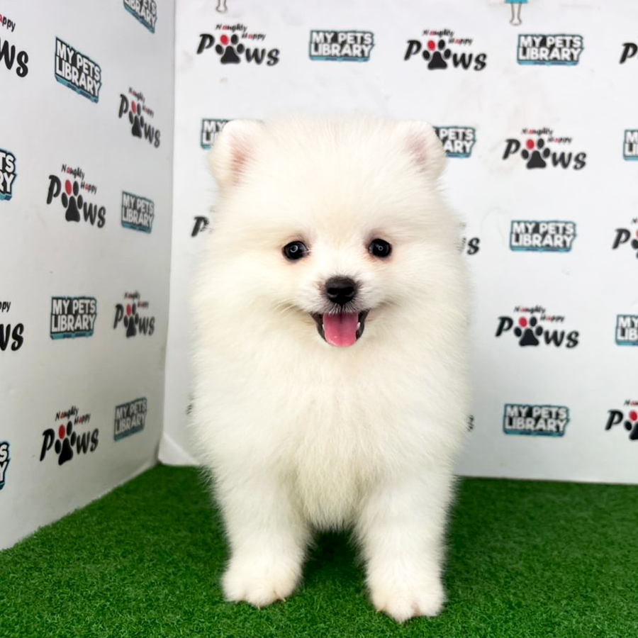 Pomeranian Puppy (Female) For Sale