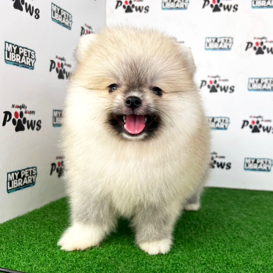 Pomeranian Puppy (Female) For Sale