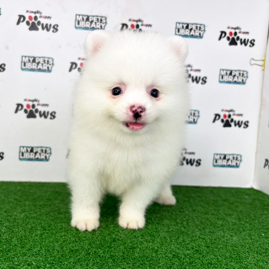 Pomeranian Puppy (Female) For Sale