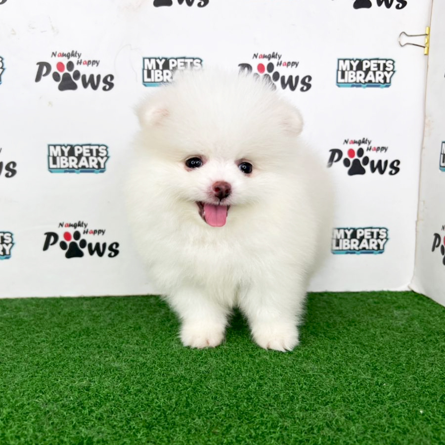 Pomeranian Puppy (Female) For Sale