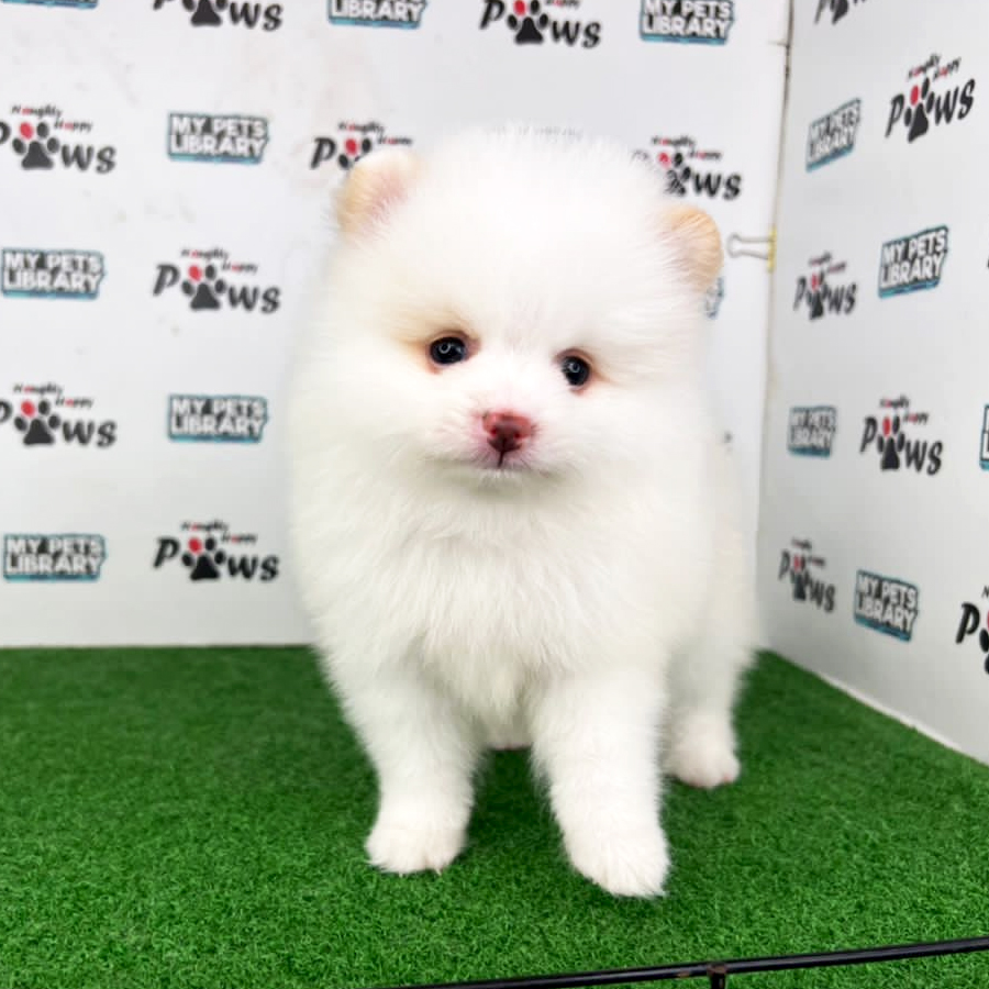 Pomeranian Puppy (Female) For Sale