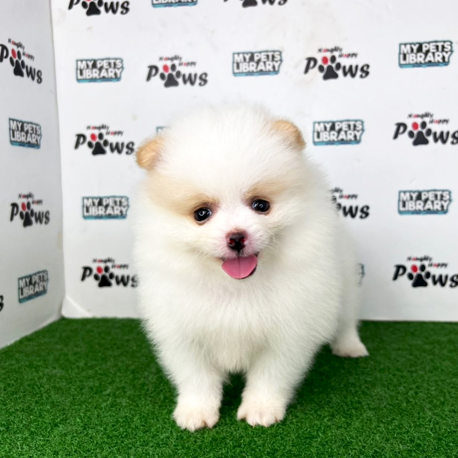 Pomeranian Puppy (Female) For Sale